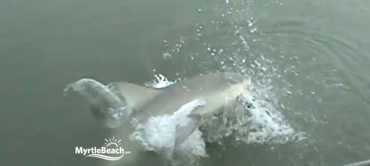 Shark Bait video: Myrtle Beach shark sighting causes stir