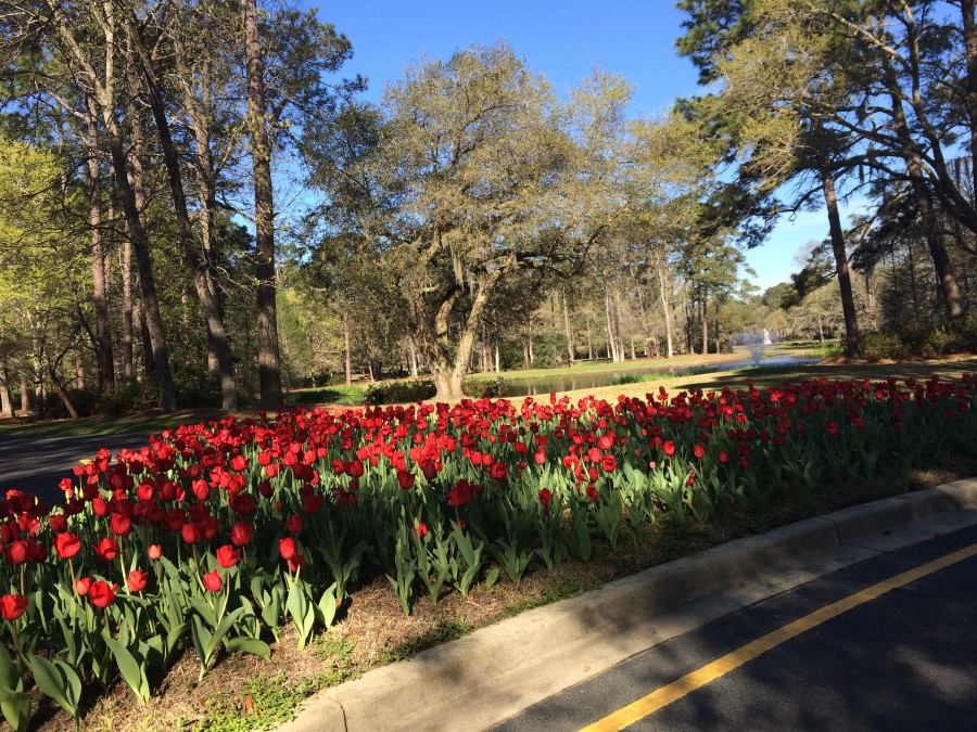 Myrtle Beach Photos Brookgreen Gardens Signs of Spring