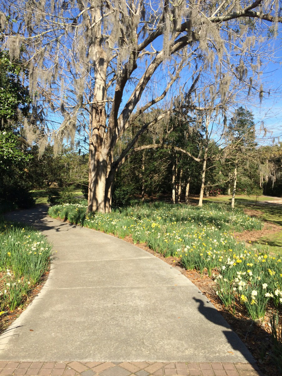 Myrtle Beach Photos Brookgreen Gardens Signs of Spring