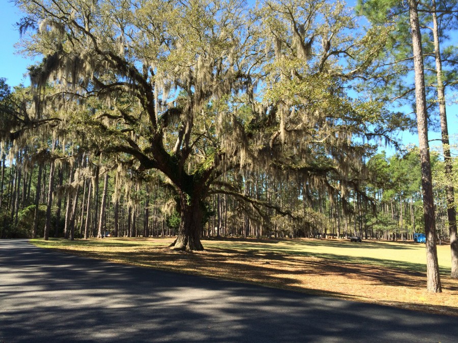 Myrtle Beach Photos Brookgreen Gardens Signs of Spring