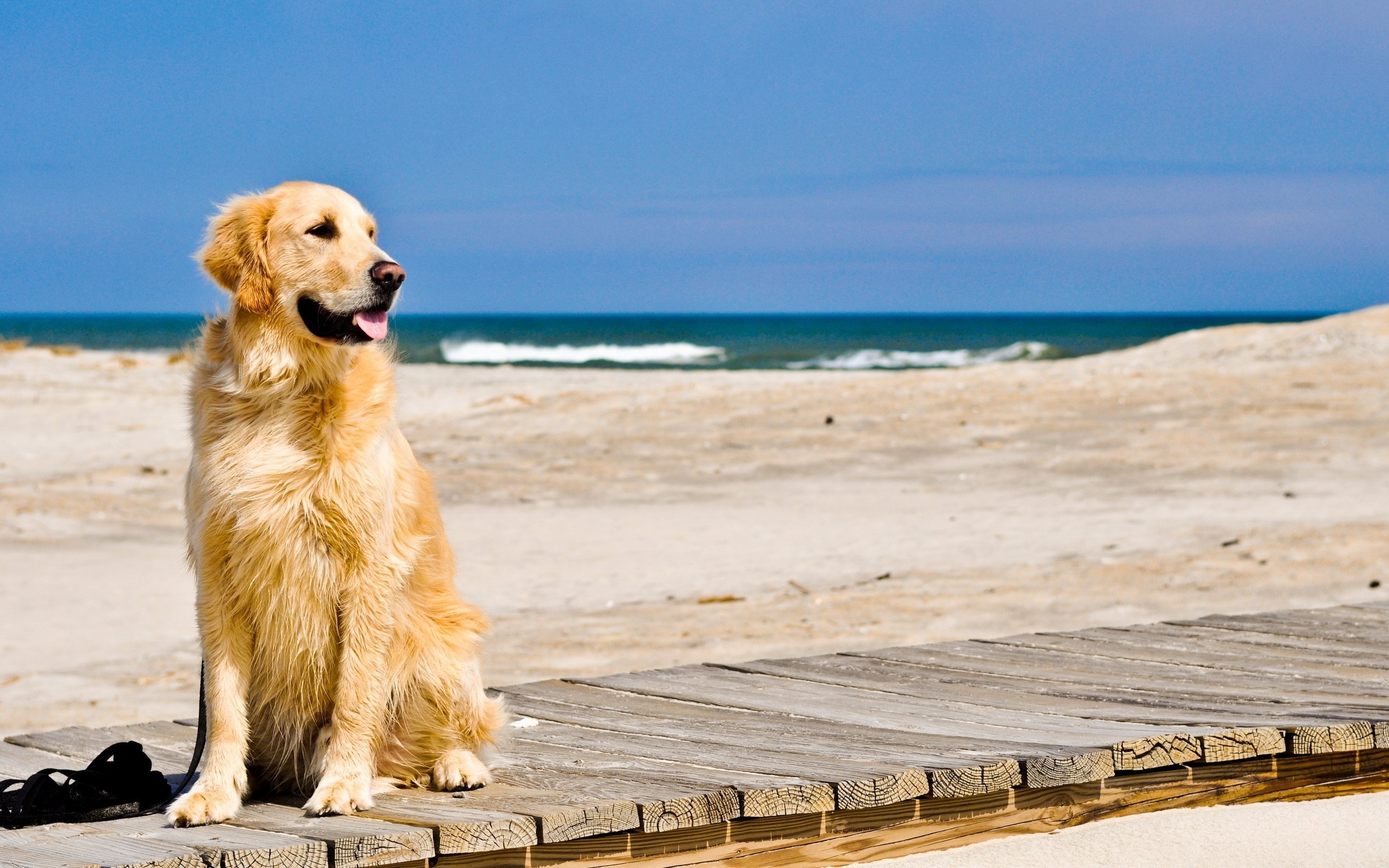 Don’t bring Fido to the beach during the day from May-September.