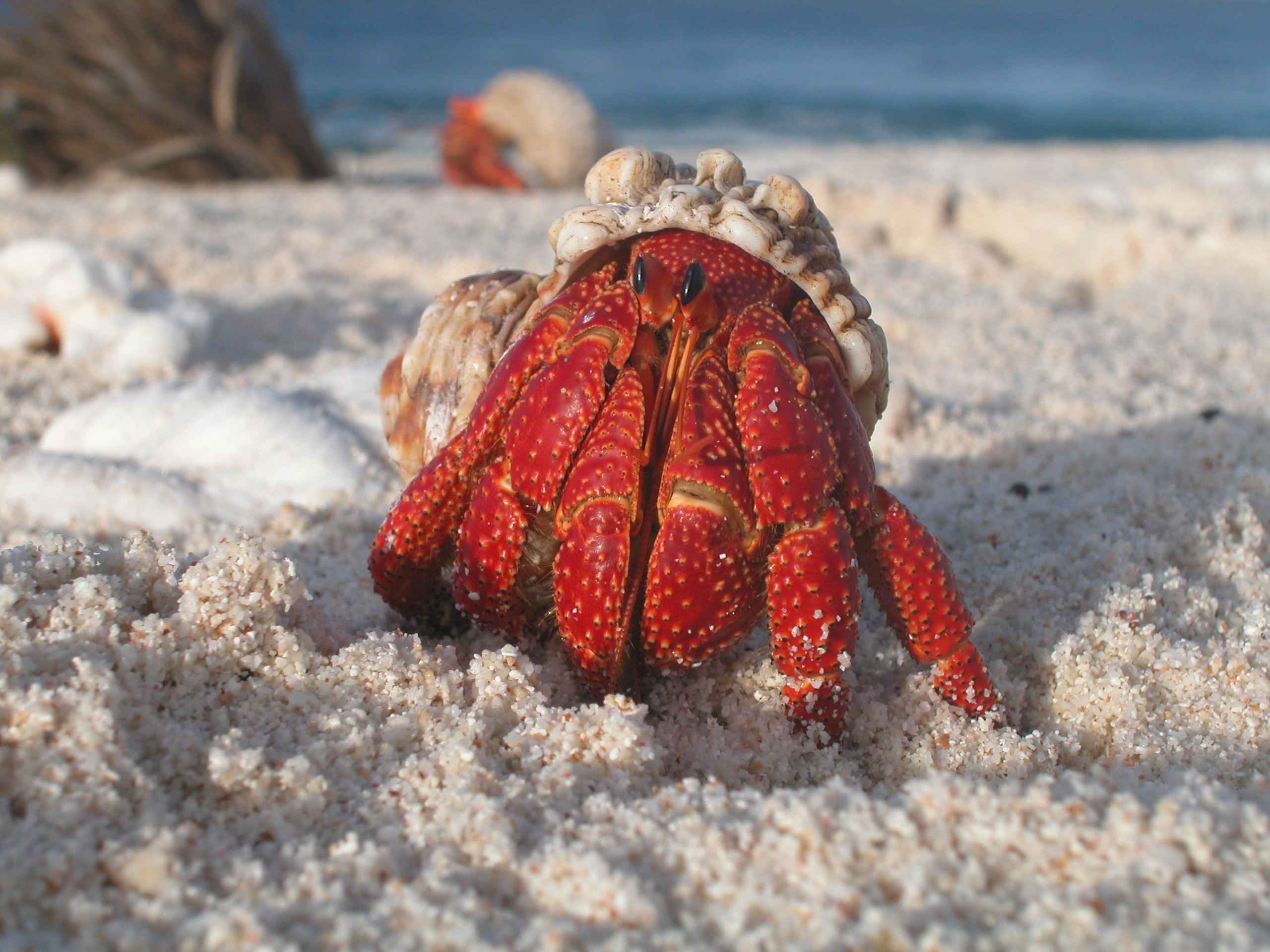 Bring the beach back with you Bring the beach back with you