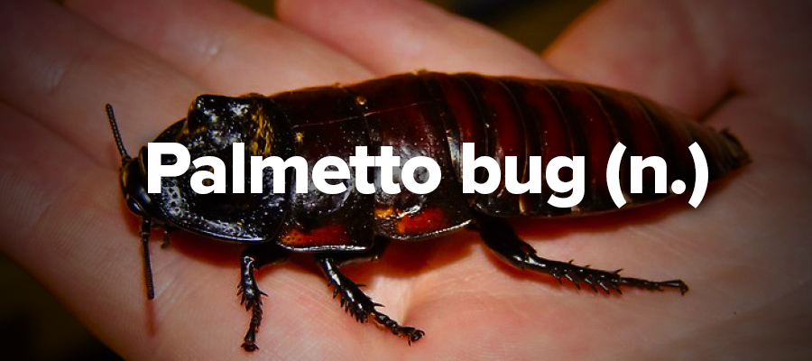28. Palmetto bug