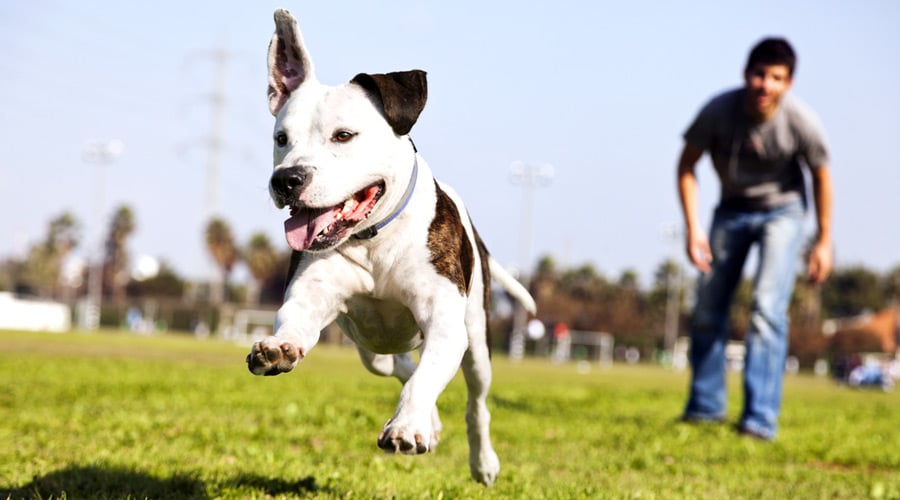 Dog Parks in Myrtle Beach