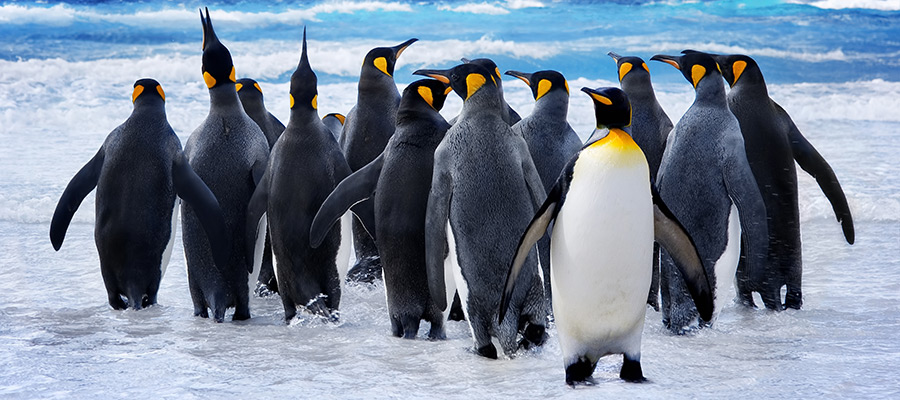 Ripley’s Aquarium planning expansion with new penguin exhibit