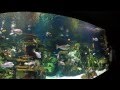 Ripley’s Aquarium SWARM Exhibit