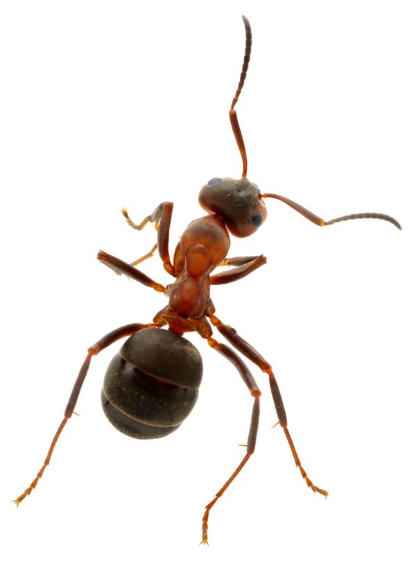 ant