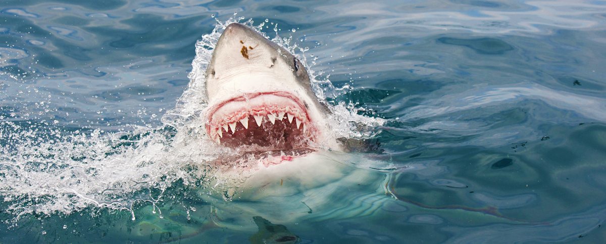 Myrtle Beach Sharks attacks