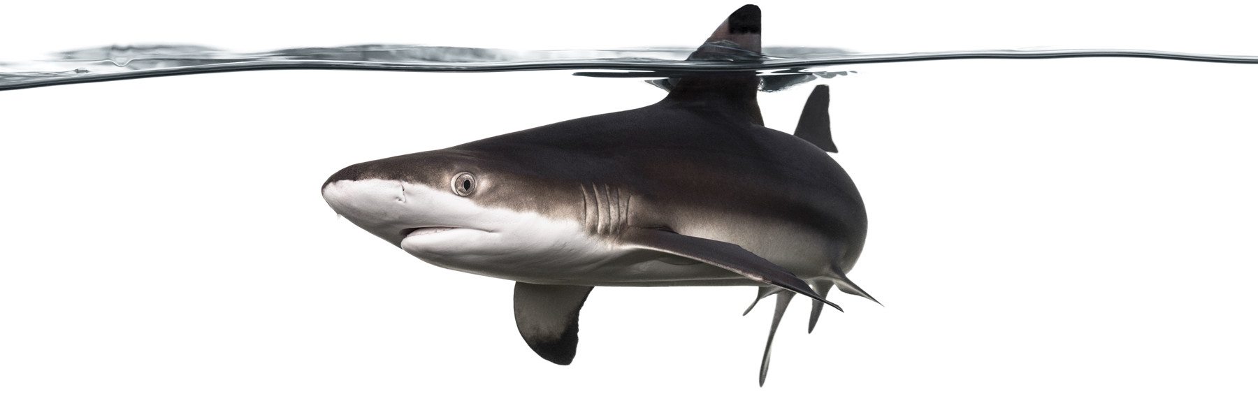 Myrtle Beach Sharks