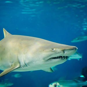 Myrtle Beach Sharks Ripleys
