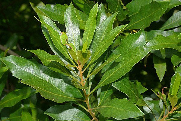 Wax Myrtle