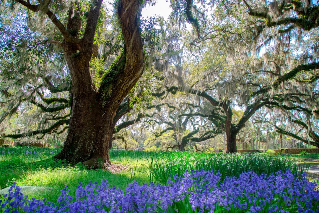 Romance In The Gardens February 14 2020 Myrtlebeach Com