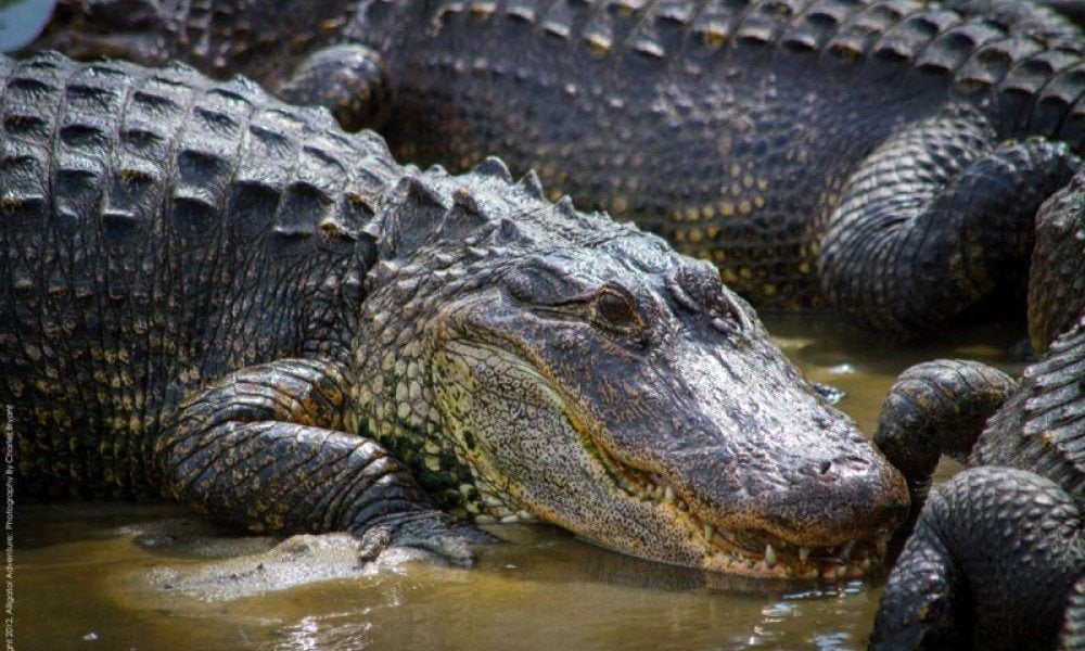 Spotlight: Alligator Adventure