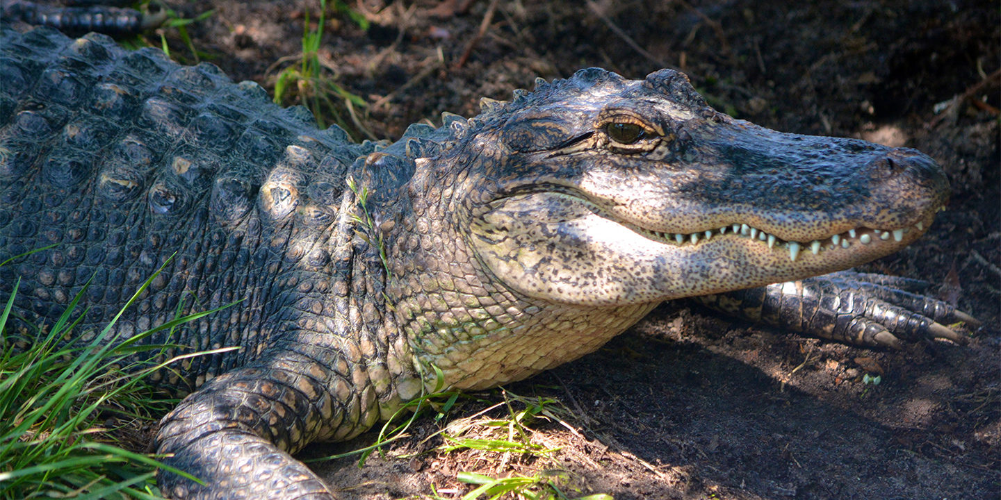 Alligator Adventure Things To Do