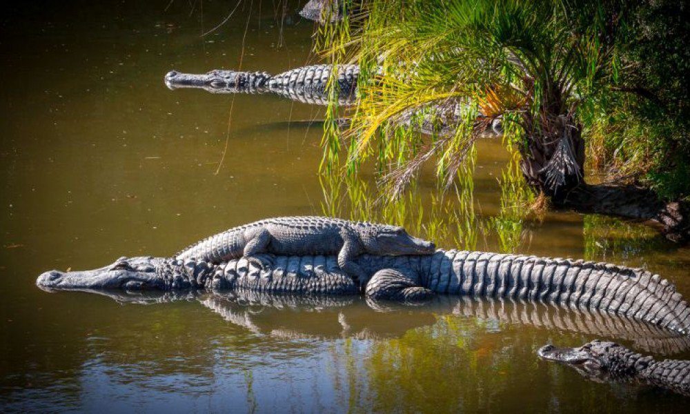 Alligator Adventure Alligators