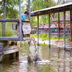 Alligator Adventure