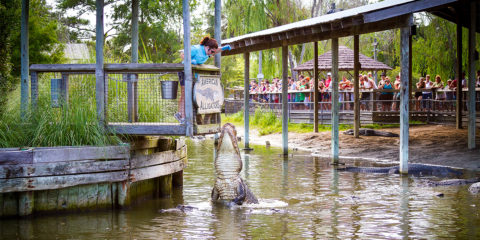 Trainer feeding alligator in water