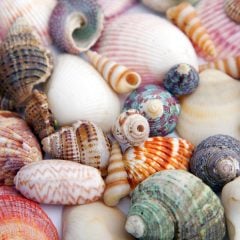 Shelling Shelling