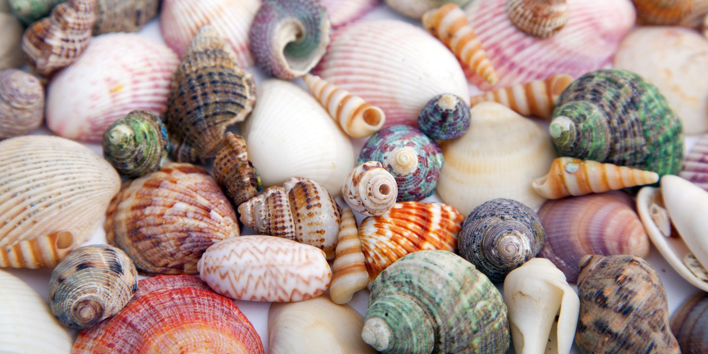 Shelling