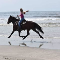 Inlet Point Plantation Stables