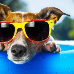 Pet-friendly hotels and rentals in Myrtle Beach
