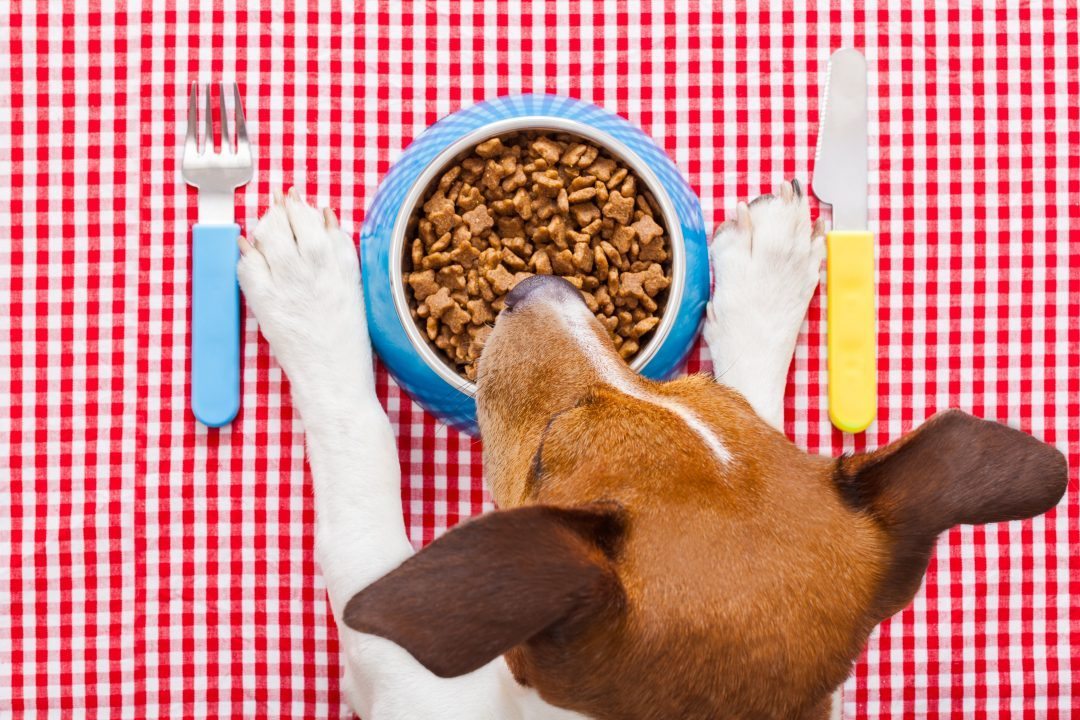 Dog Friendly Restaurants In Myrtle Beach MyrtleBeach