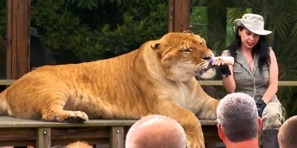 10. Myrtle Beach Zoos & Wildlife Attractions