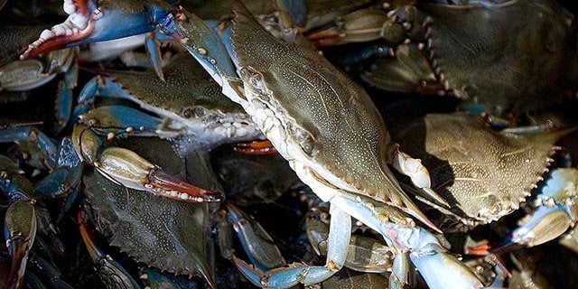 World Famous Blue Crab Festival