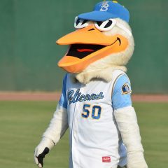 Myrtle Beach Pelicans