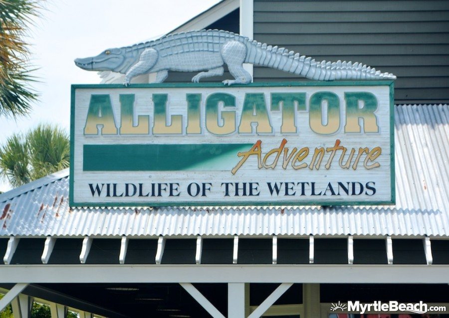 Myrtle Beach Photos Alligator Adventure