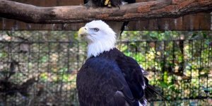 Brookgreen Gardens Lowcountry Zoo