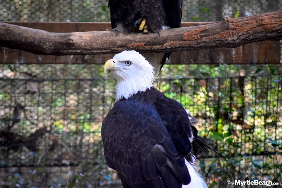 Myrtle Beach Photos Brookgreen Gardens Lowcountry Zoo