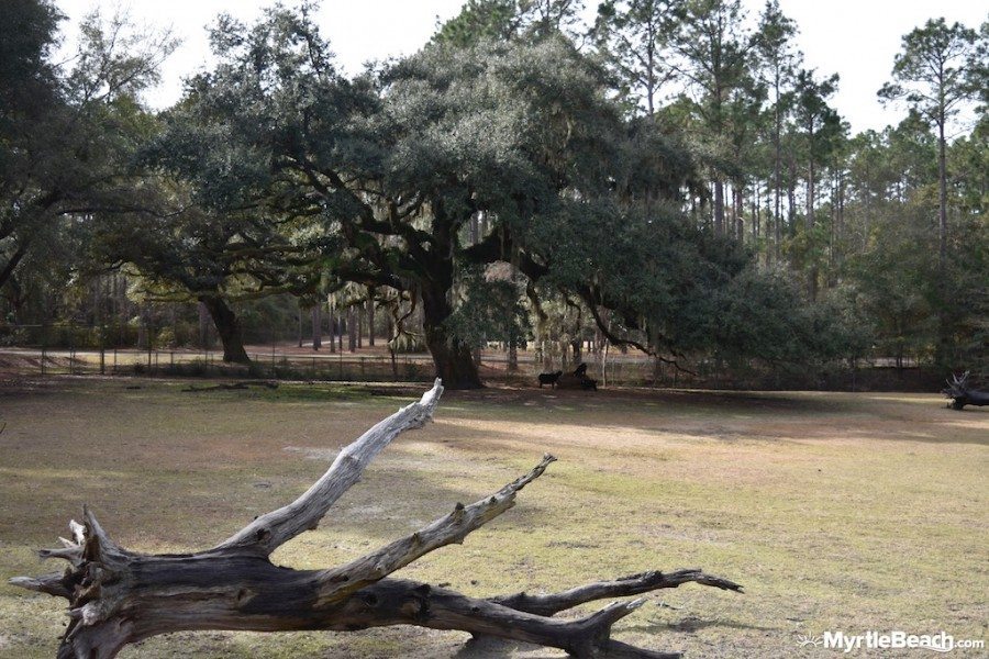 Myrtle Beach Photos Brookgreen Gardens Lowcountry Zoo
