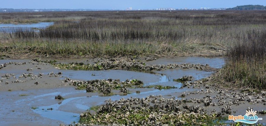• huntington beach state park. Huntington Beach State Park Myrtle Beach : Myrtle Beach Photos - Huntington Beach State Park ...