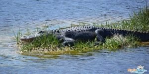 Huntington Beach State Park