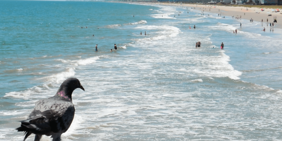 Myrtle Beach State Park