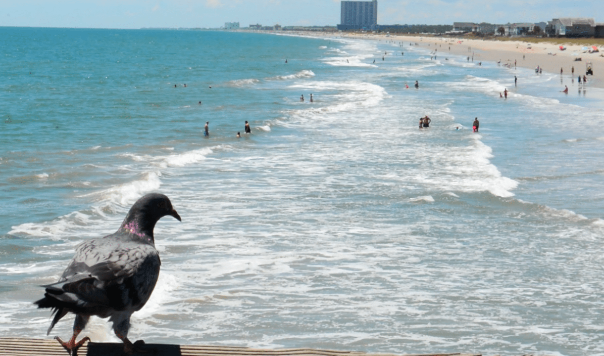 Spot Migrating Birds in Myrtle Beach This Fall