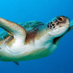 What’s Trending in #MyrtleBeach? Tourism News for May 18, 2017