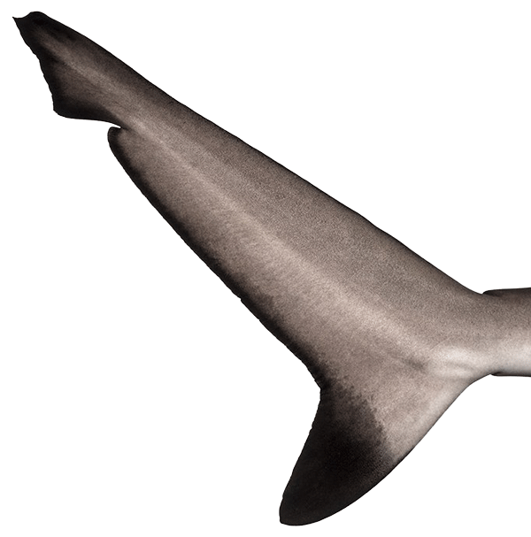 Myrtle Beach Sharks fin