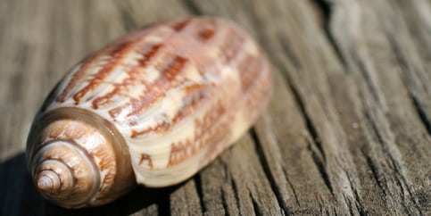 Myrtle Beach Seashell Guide When To Look And What You Can Find