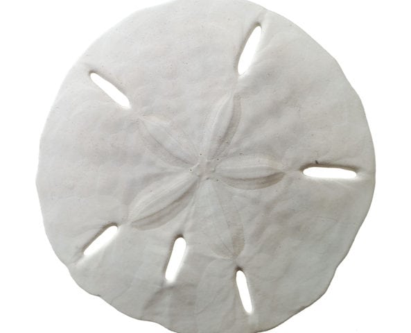 Sand Dollars