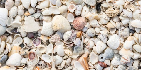 Myrtle Beach Seashell Guide