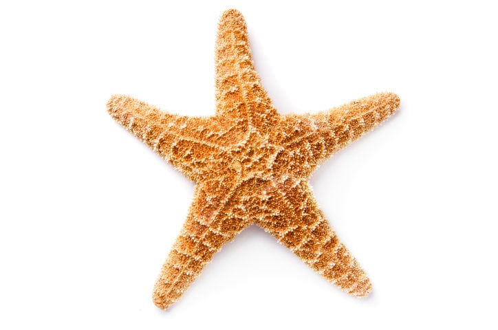 Starfish (aka sea stars)
