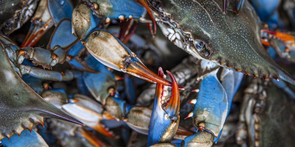 Go to the World-Famous Blue Crab Festival