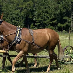 L.W. Paul Living History Farm