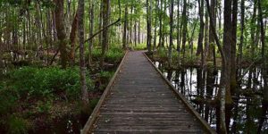 Carolina Beach State Park (North Carolina)