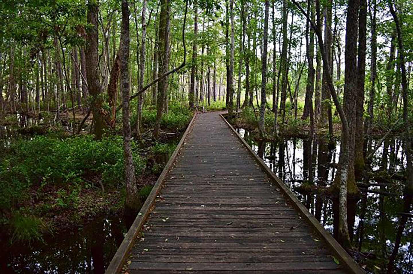 Carolina Beach State Park (North Carolina)