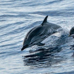 Myrtle Beach Dolphin Cruises