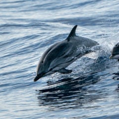 Myrtle Beach Dolphin Cruises