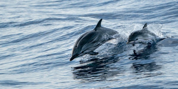 10. Dolphin Cruises